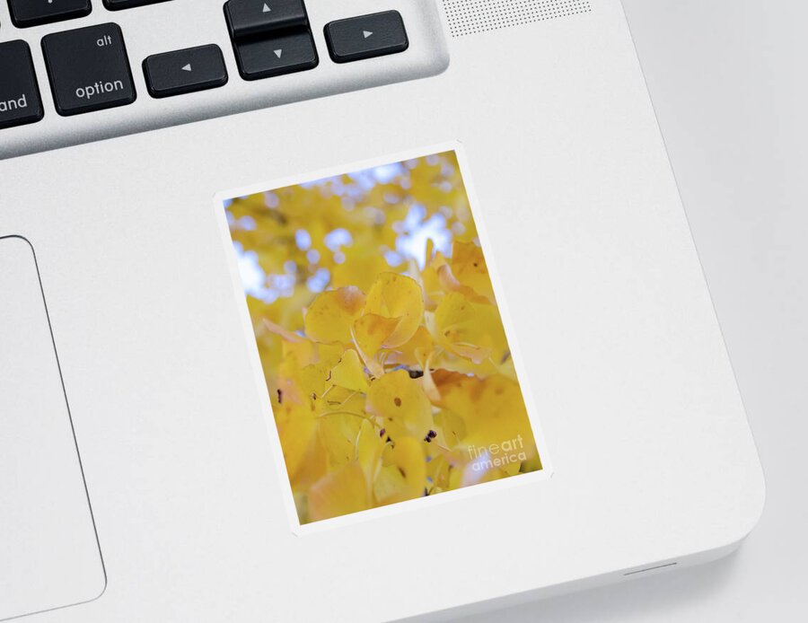Nature Sticker featuring the photograph Ginkgo Yellow Leaves by Andrea Anderegg