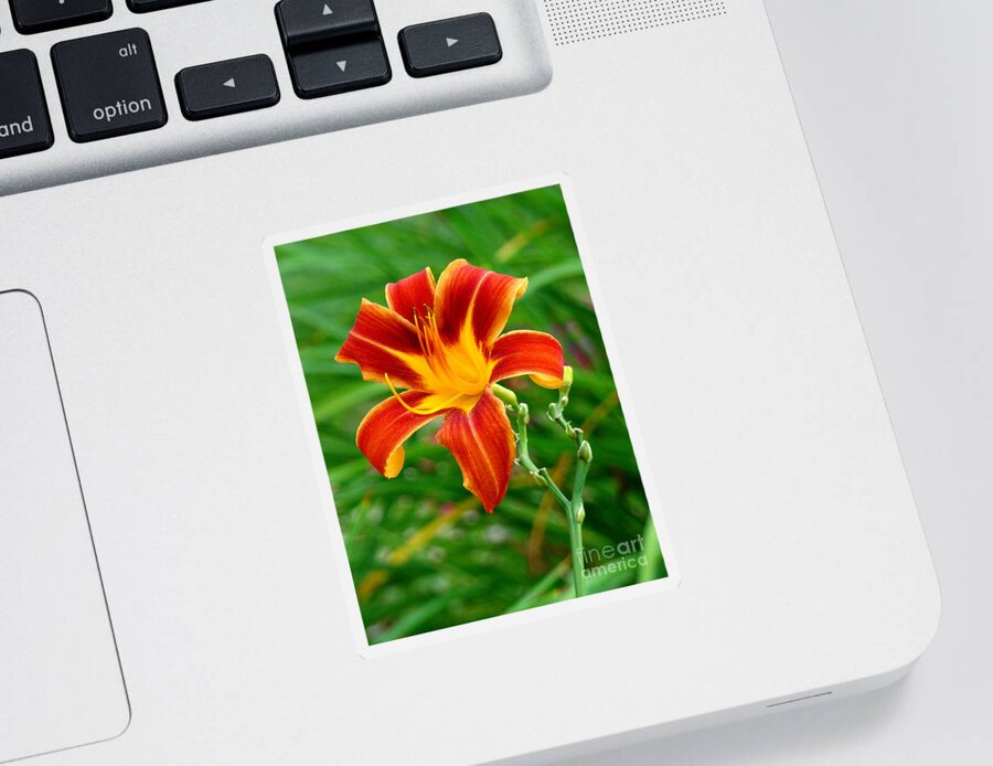 Lily Sticker featuring the photograph Glorious Daylily by Sue Melvin