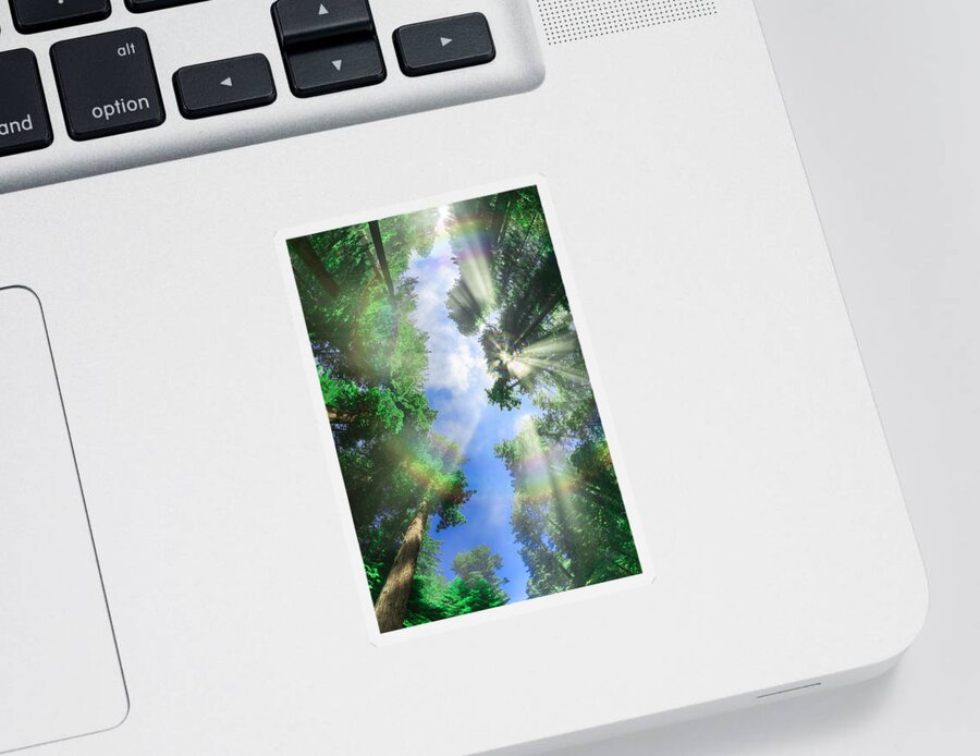 Metal Print Sticker featuring the photograph Glory Amongst Redwoods by Scott Campbell