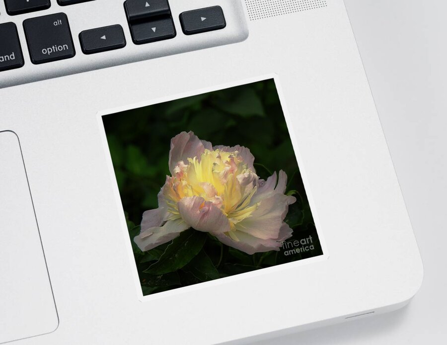 Peony Sticker featuring the photograph Glow Within A Peony by Eunice Miller