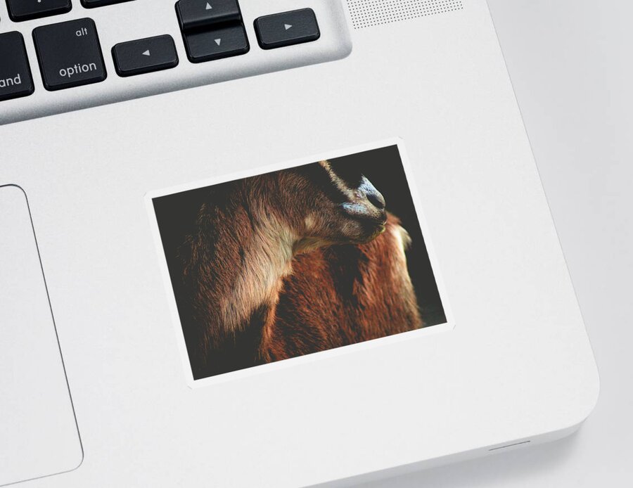 Goat Sticker featuring the photograph Goat Love by Viviana Nadowski