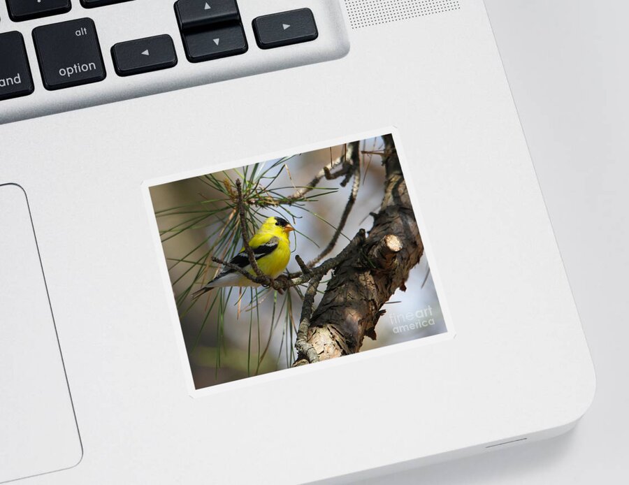 Gold Finch Sticker featuring the photograph Gold Finch by Roger Becker