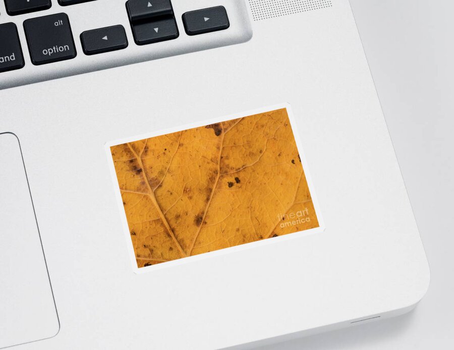 Fall Sticker featuring the photograph Gold Leaf Detail by Ana V Ramirez