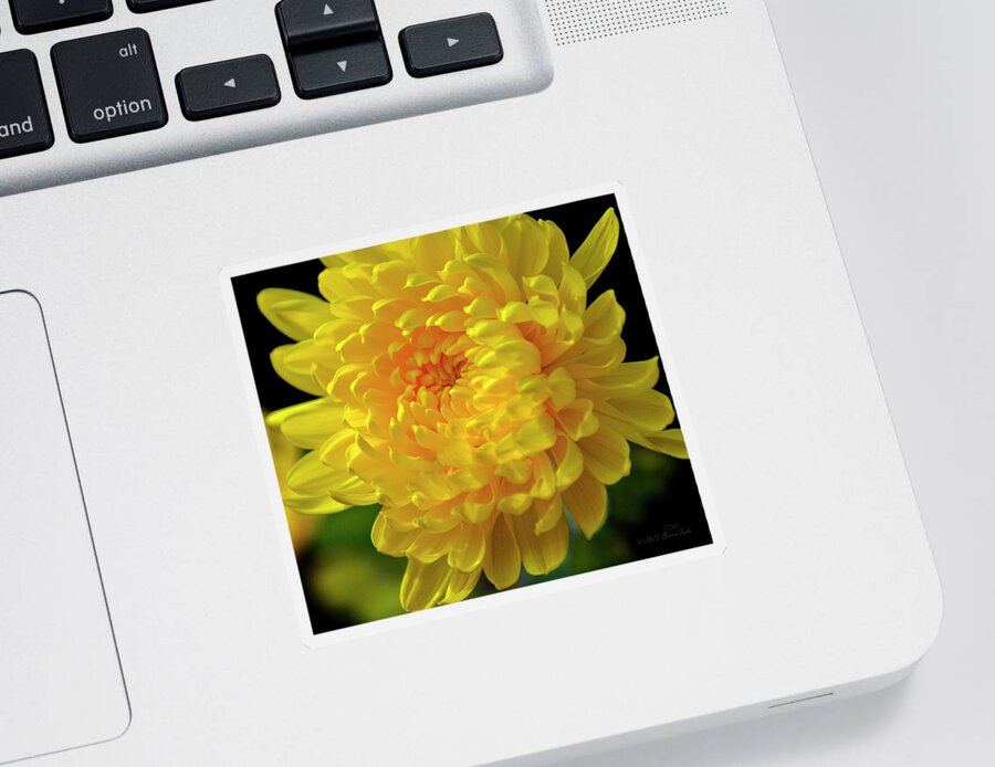 Chrysanthemum Sticker featuring the photograph Golden Chrysanthemum by Brian Tada