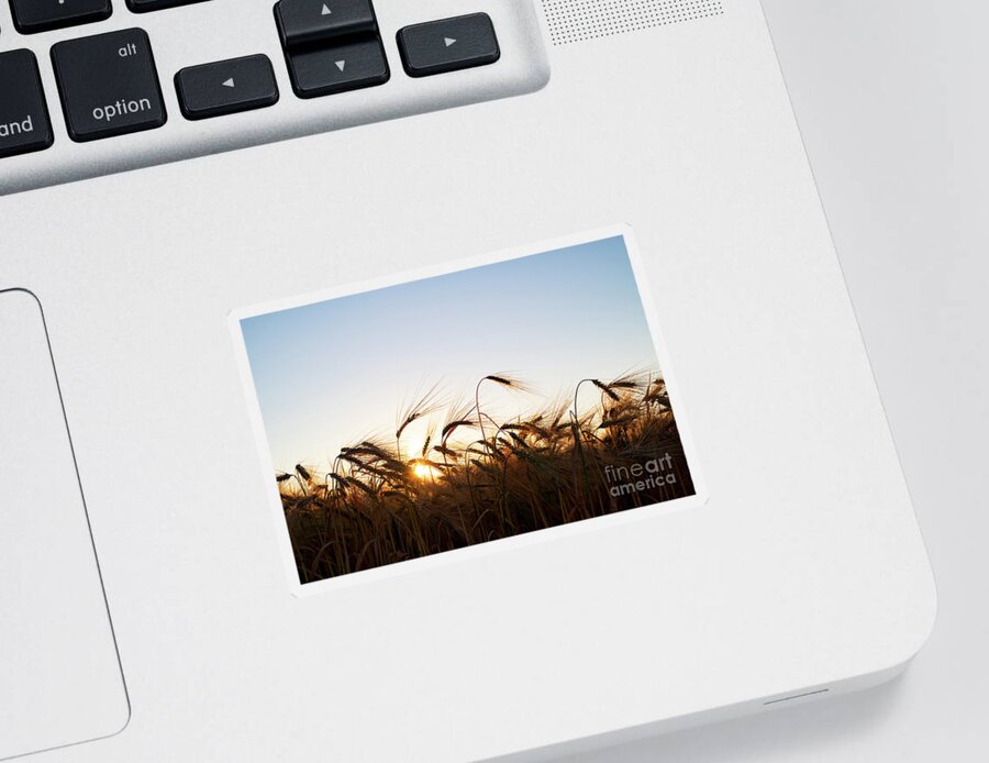 Sunrise Sticker featuring the photograph Golden Crop by Tim Gainey