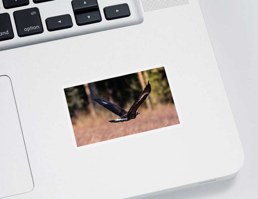 Golden Eagle Sticker featuring the photograph Golden Eagle flying by Torbjorn Swenelius