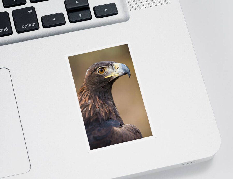 Golden Sticker featuring the photograph Golden Eagle by Wesley Aston