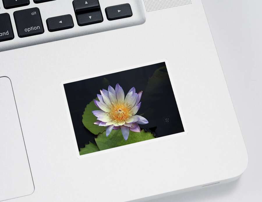 Water Lilies Sticker featuring the photograph Golden Hue by Yvonne Wright