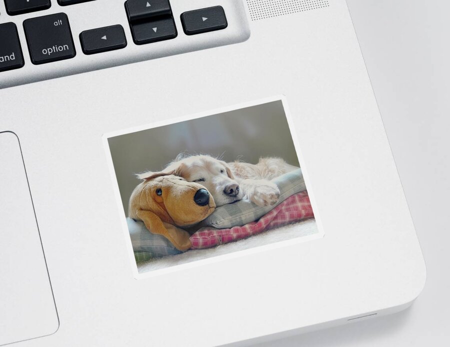 Golden Retriever Sticker featuring the photograph Golden Retriever Dog Sleeping with my Friend by Jennie Marie Schell