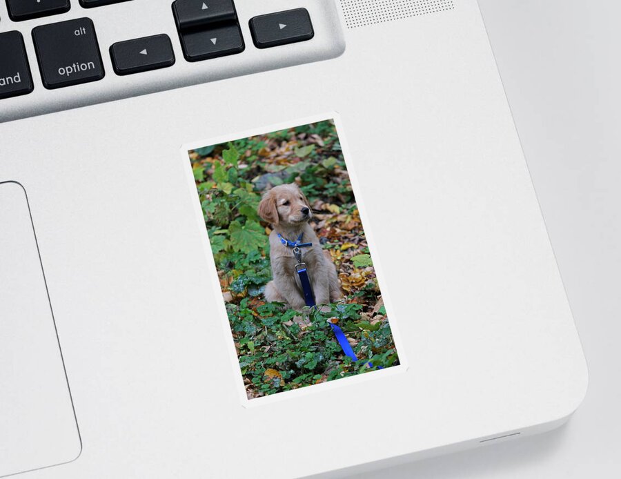 Puppy Sticker featuring the photograph Golden Retriever Puppy by Juergen Roth