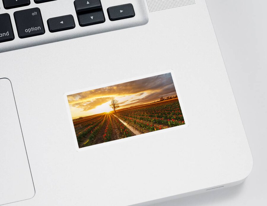 Tulip Fields Sticker featuring the photograph Golden Skagit Valley Sunset by Mike Reid