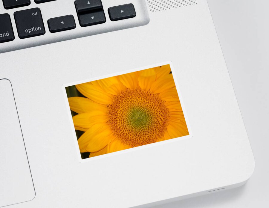 Sunflower Sticker featuring the photograph Golden Sunflower by Liz Vernand