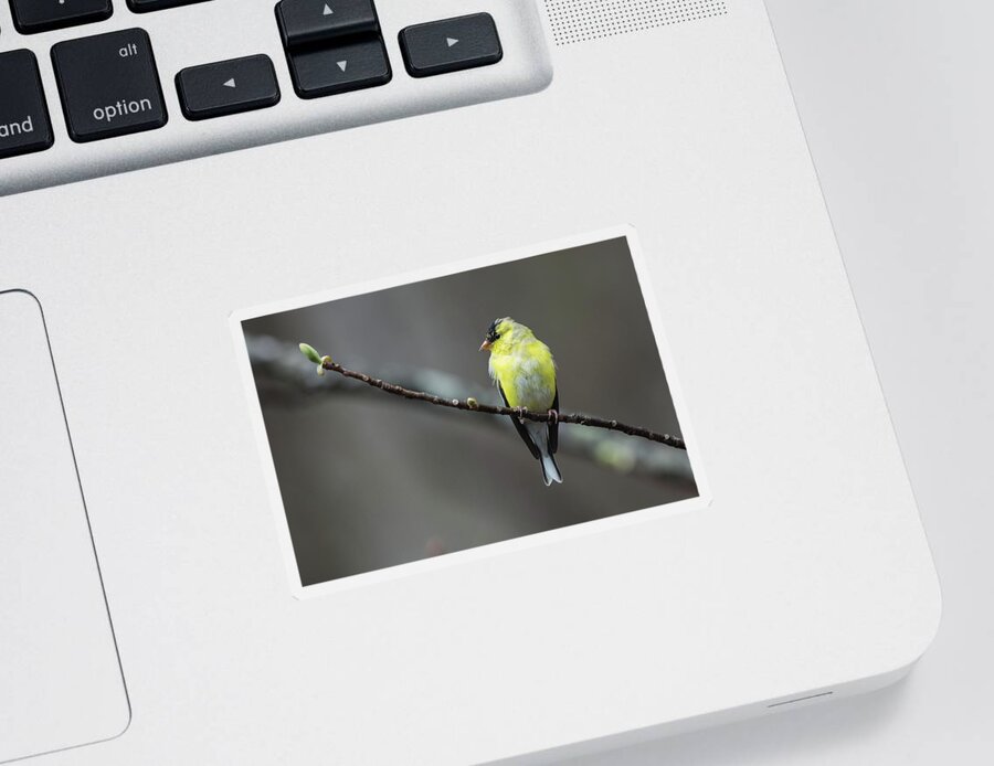 Birds Sticker featuring the photograph Goldfinch with Spring Buds by John Haldane