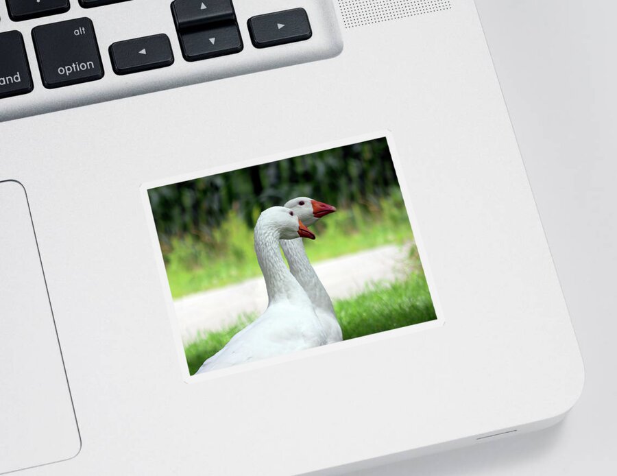 Goose Sticker featuring the photograph Gossip Girls by Leslie Montgomery