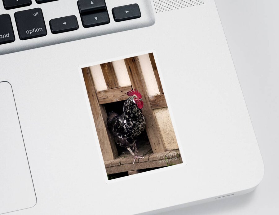 Adult Sticker featuring the photograph Gournay Rooster by Gerard Lacz