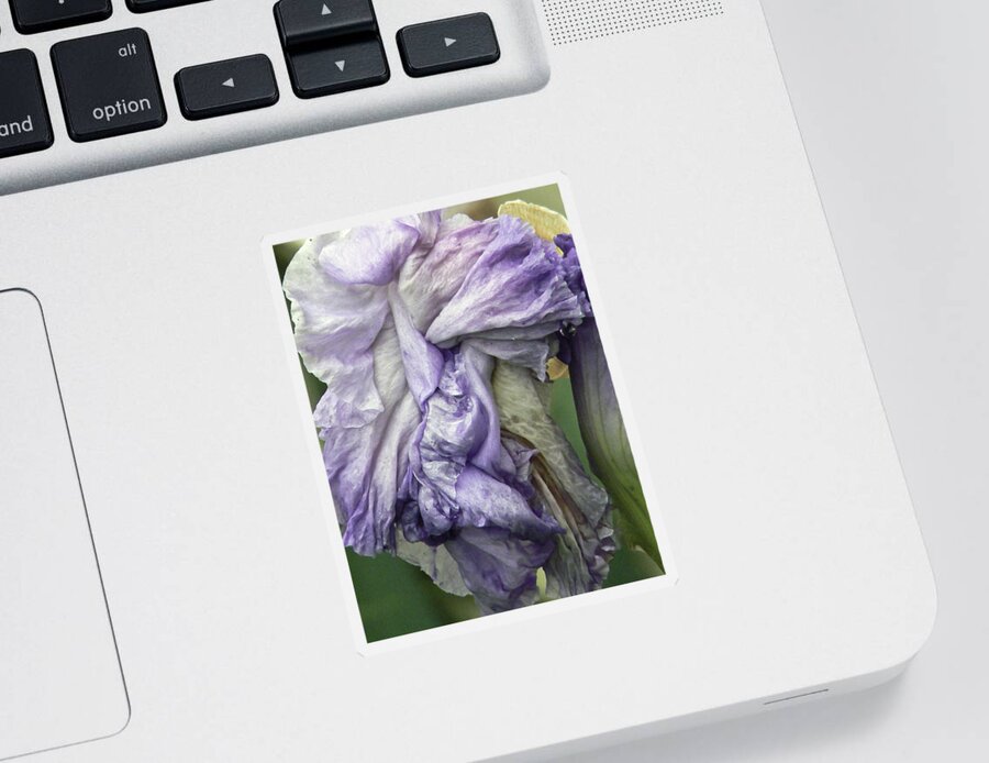 Iris Sticker featuring the photograph Grande Dame by Pamela Patch