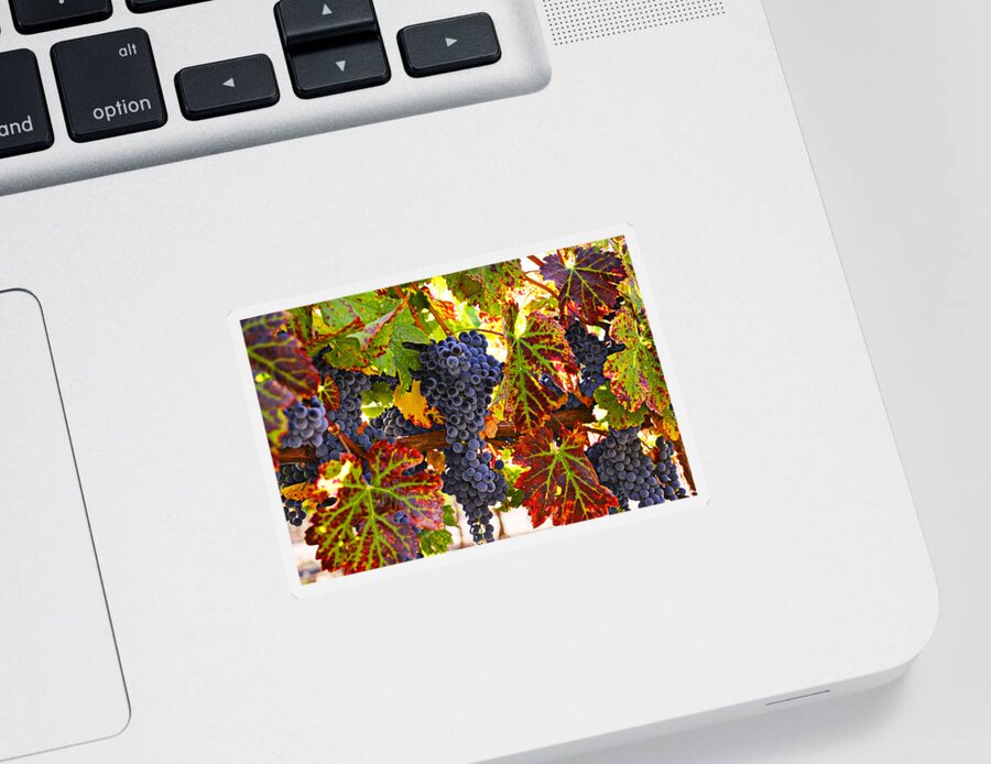 Grapes Sticker featuring the photograph Grapes on vine in vineyards by Garry Gay