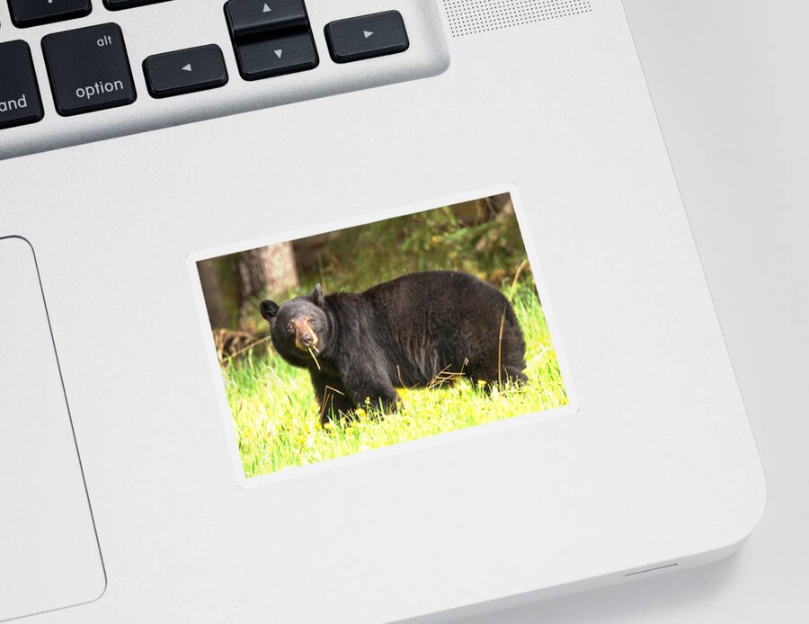 Black Bear Sticker featuring the photograph Grass In My Mouth by Adam Jewell