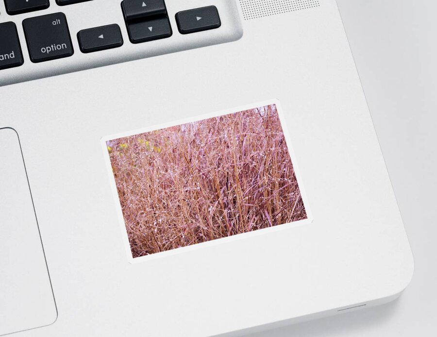 Grass Sticker featuring the photograph Grasses on the High Line No. 1 by Sandy Taylor