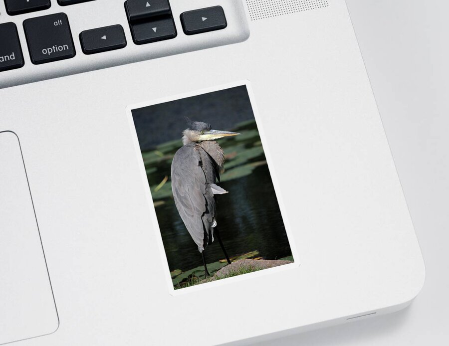 Great Blue Heron Sticker featuring the photograph Great Blue by Doris Potter