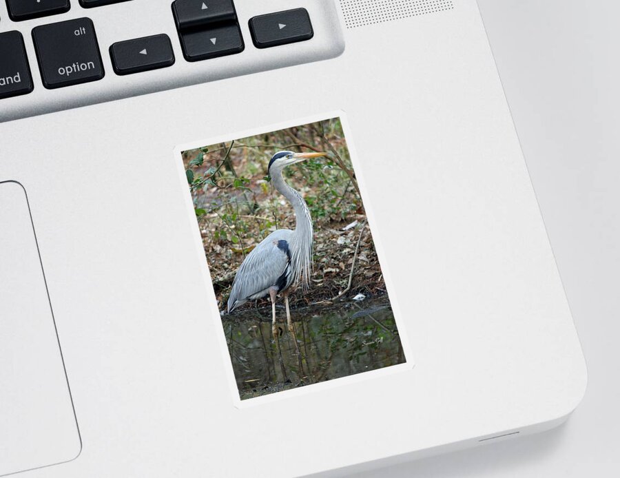 Great Blue Heron Sticker featuring the photograph Great Blue Heron 1-1-11 by Suzanne Gaff