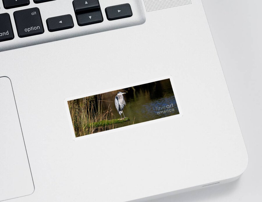Denise Bruchman Sticker featuring the photograph Great Blue Heron on a Log by Denise Bruchman