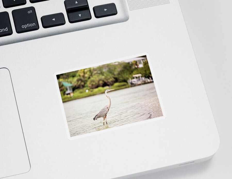 Great Blue Heron Sticker featuring the photograph Great Blue Heron by Scott Pellegrin