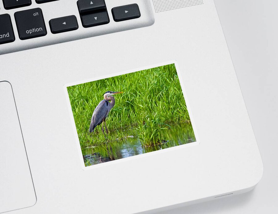 Heron Sticker featuring the photograph Great Blue Heron Waiting by Ed Peterson