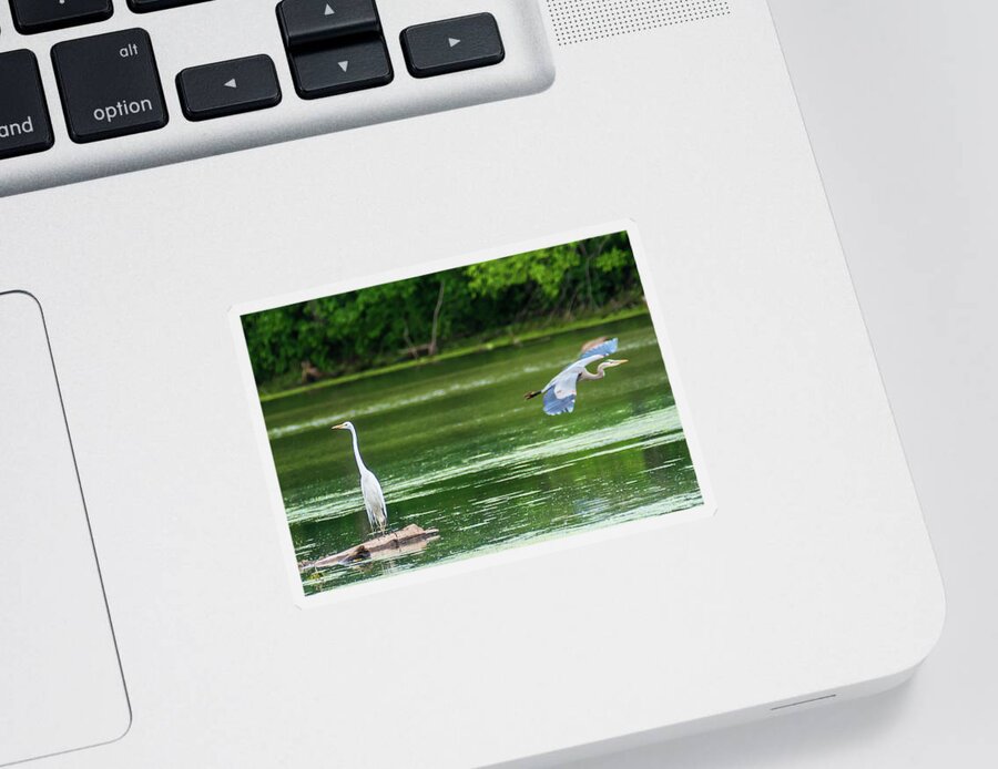 Great Blue Heron Sticker featuring the photograph Great Egret And Great Blue Heron by Ed Peterson