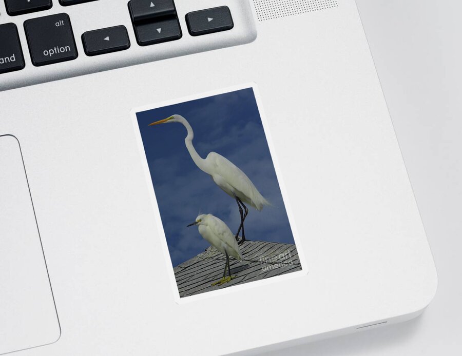 Great Egret Sticker featuring the photograph Great Egret and Snowy Egret by D Hackett
