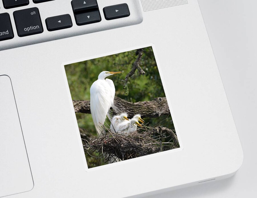 St. Augustine Sticker featuring the photograph Great Egret Family by Richard Bryce and Family