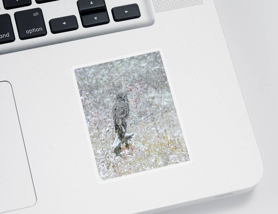 Owls Sticker featuring the photograph Great Grey Owl In Snow by Yeates Photography
