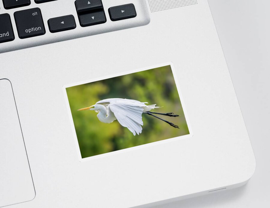 California Sticker featuring the photograph Great White Egret Take Off by Marc Crumpler