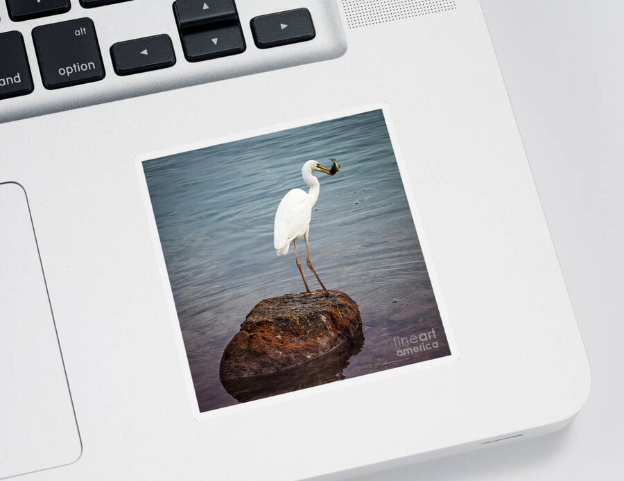 Great White Heron Sticker featuring the photograph Great white heron with fish by Elena Elisseeva