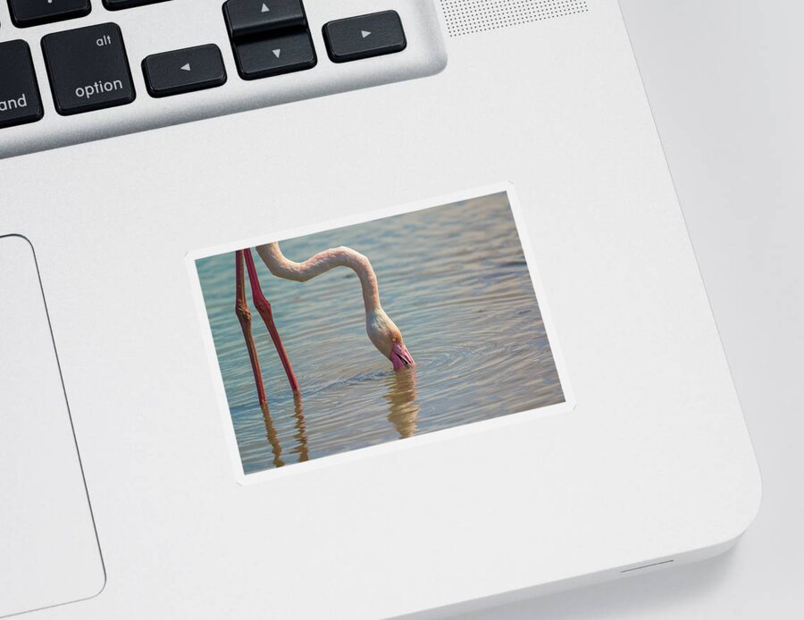 Animal Sticker featuring the photograph Greater flamingo in Parc de Camargue, France by Jivko Nakev
