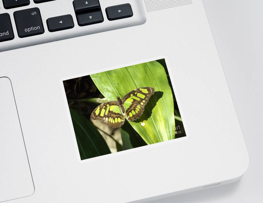 Green Sticker featuring the photograph Green Butterfly by Erick Schmidt