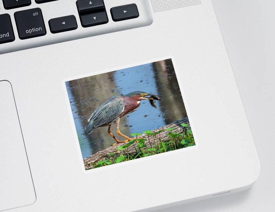 Marsh Sticker featuring the photograph Green Heron DMSB0075 by Gerry Gantt