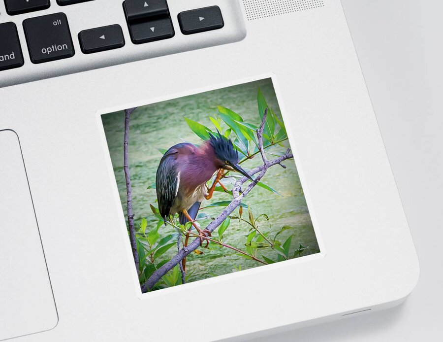 2d Sticker featuring the photograph Green Heron Perched by Brian Wallace