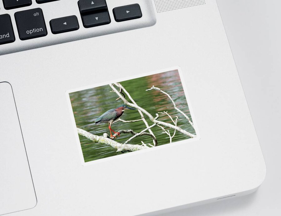 Green Heron Sticker featuring the photograph Green Heron by Sam Rino