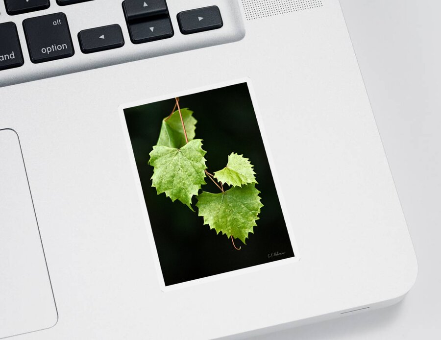 Flora Sticker featuring the photograph Green Leaves by Christopher Holmes