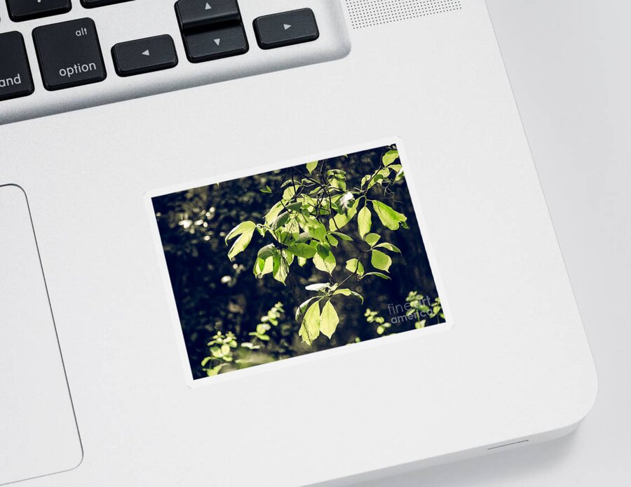 Foliage Sticker featuring the photograph Green Mood 2 by Andrea Anderegg