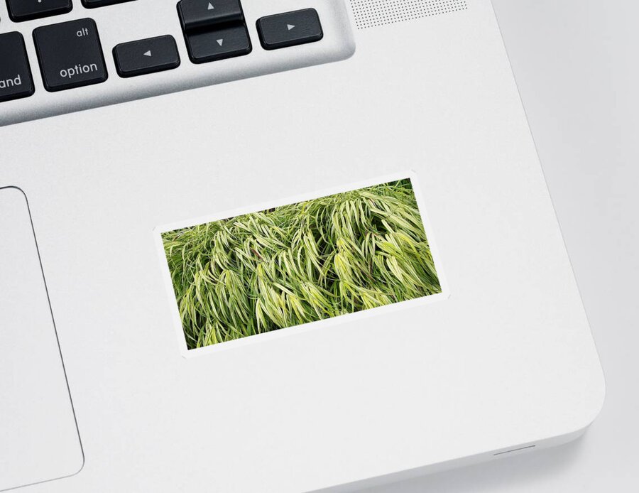 Plants Sticker featuring the photograph Green Plants by Michelle Miron-Rebbe