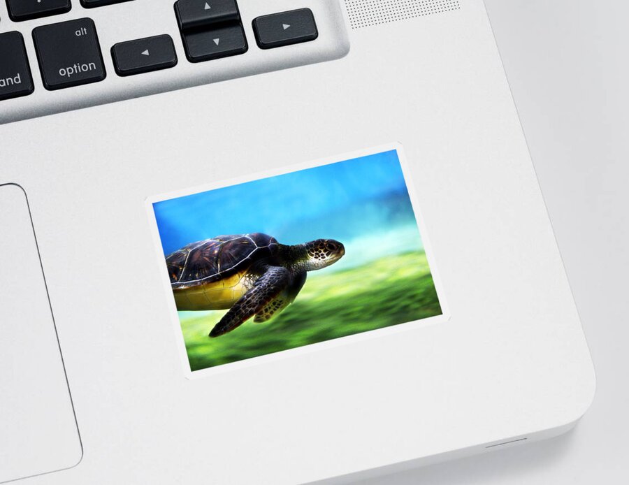 Green Sticker featuring the photograph Green Sea Turtle 2 by Marilyn Hunt