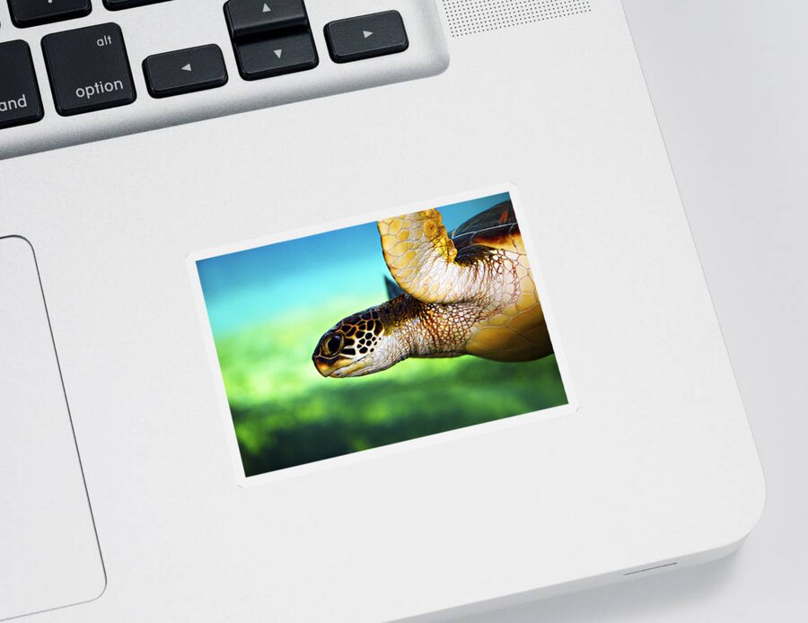 Green Sticker featuring the photograph Green Sea Turtle by Marilyn Hunt