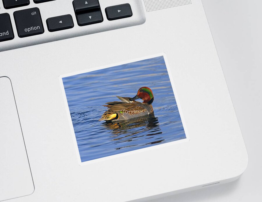 Green-winged Teal Sticker featuring the photograph Green-winged Teal by Tony Beck