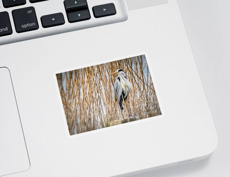 Animalia Sticker featuring the photograph Grey Heron by Jivko Nakev