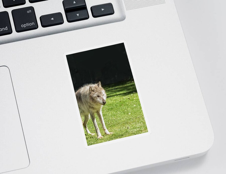 Activity Sticker featuring the photograph Grey wolf by Patricia Hofmeester