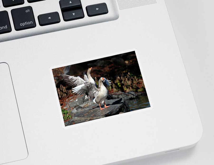 Greylag Goose Sticker featuring the photograph Greylag Geese by Nicholas Blackwell