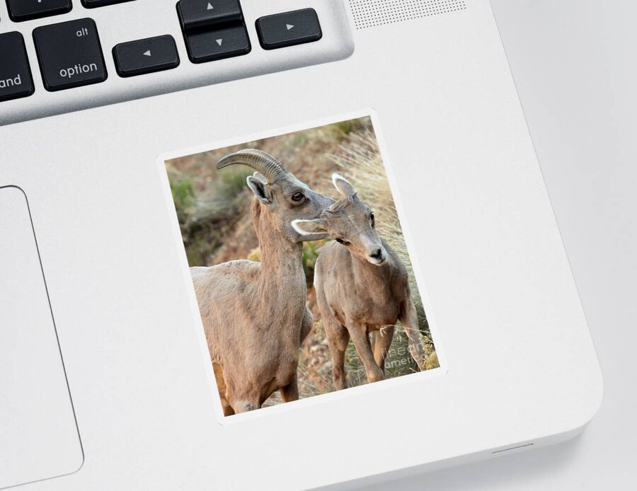 Big Horn Sheep Sticker featuring the photograph Grooming The Youngster by Adam Jewell