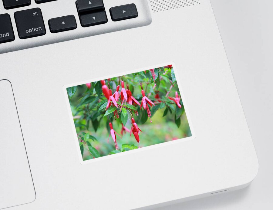 Fuschia Sticker featuring the photograph Growing in Red and Purple by Laddie Halupa